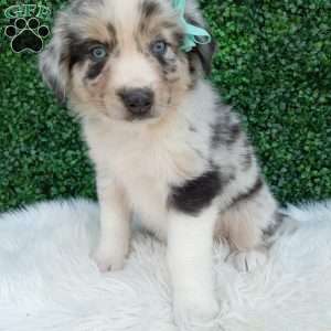 Charles, Australian Shepherd Puppy