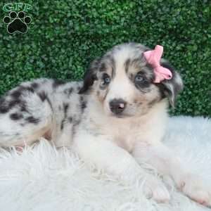 Bella, Australian Shepherd Puppy