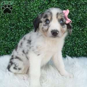 Bella, Australian Shepherd Puppy
