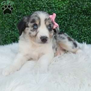 Bella, Australian Shepherd Puppy
