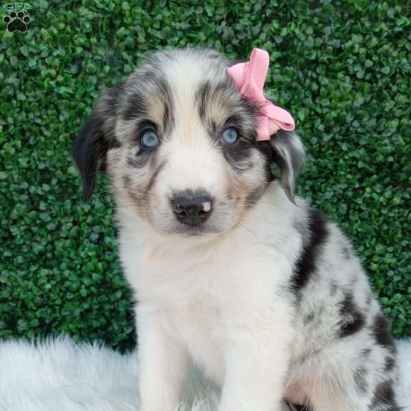 Bella, Australian Shepherd Puppy