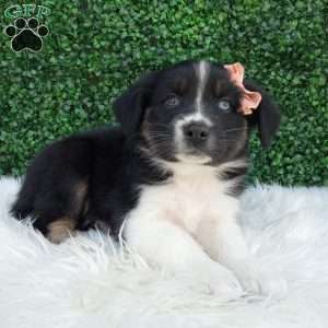 Sky, Australian Shepherd Puppy