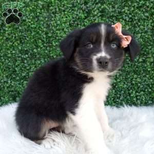 Sky, Australian Shepherd Puppy