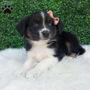Sky, Australian Shepherd Puppy