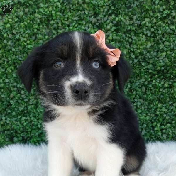 Sky, Australian Shepherd Puppy