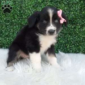 Bubbles, Australian Shepherd Puppy