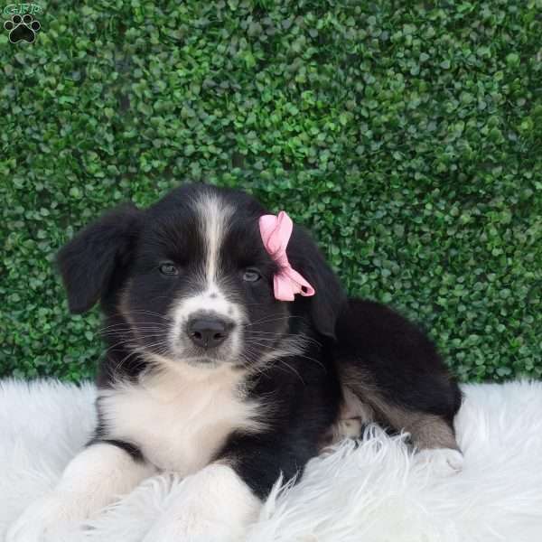 Bubbles, Australian Shepherd Puppy