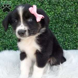 Bubbles, Australian Shepherd Puppy