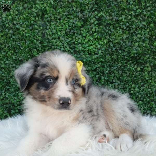 Rubble, Australian Shepherd Puppy
