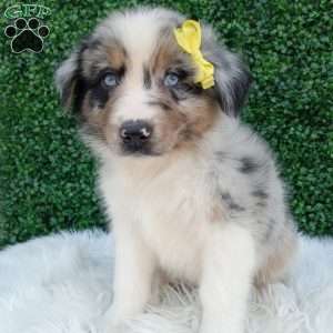 Rubble, Australian Shepherd Puppy
