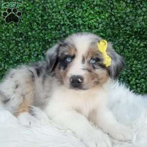 Rubble, Australian Shepherd Puppy