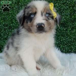 Rubble, Australian Shepherd Puppy