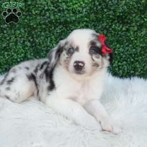 Marshall, Australian Shepherd Puppy