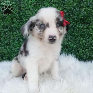 Marshall, Australian Shepherd Puppy