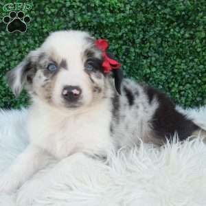 Marshall, Australian Shepherd Puppy