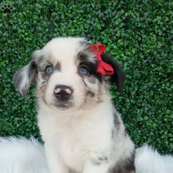 Marshall, Australian Shepherd Puppy