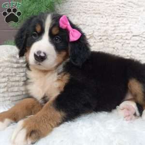 Lilly, Bernese Mountain Dog Puppy