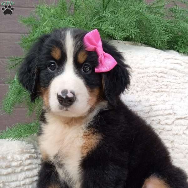 Lilly, Bernese Mountain Dog Puppy