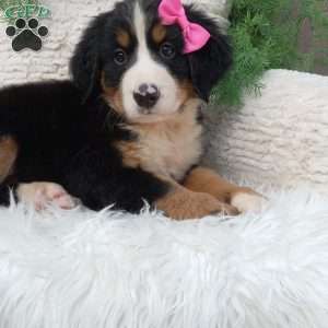 Lilly, Bernese Mountain Dog Puppy