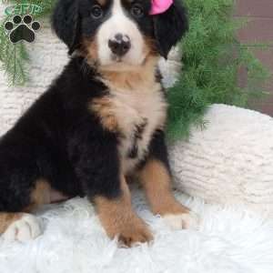 Lilly, Bernese Mountain Dog Puppy