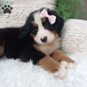 Oakley, Bernese Mountain Dog Puppy