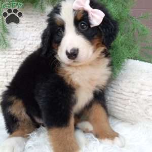Oakley, Bernese Mountain Dog Puppy