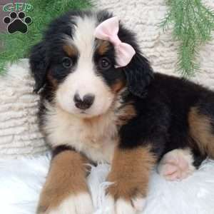 Oakley, Bernese Mountain Dog Puppy
