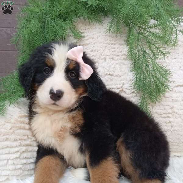 Oakley, Bernese Mountain Dog Puppy