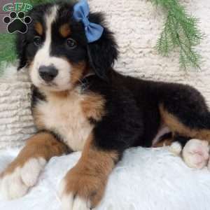 Champ, Bernese Mountain Dog Puppy