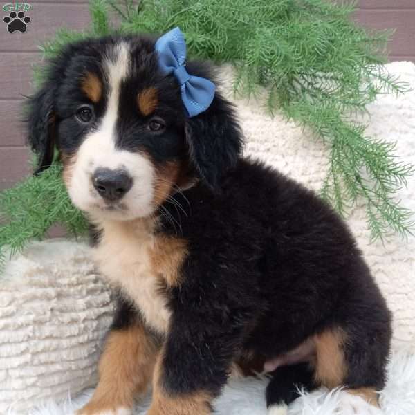 Champ, Bernese Mountain Dog Puppy