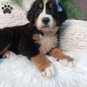 Champ, Bernese Mountain Dog Puppy