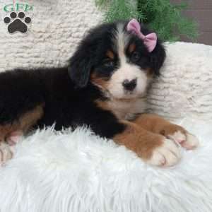 Molly, Bernese Mountain Dog Puppy