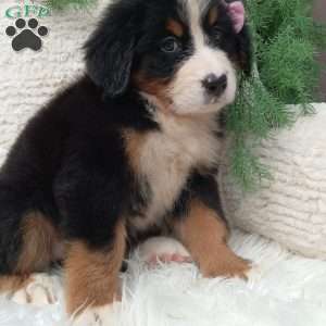 Molly, Bernese Mountain Dog Puppy