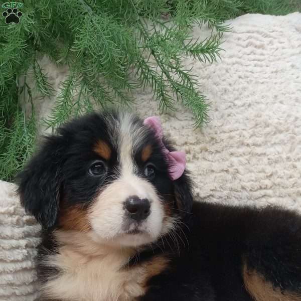 Molly, Bernese Mountain Dog Puppy