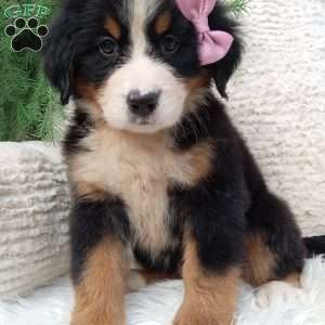 Molly, Bernese Mountain Dog Puppy