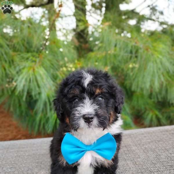 Mocha, Bernedoodle Puppy