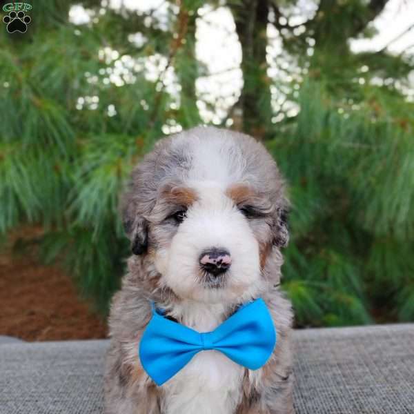 Graham, Bernedoodle Puppy