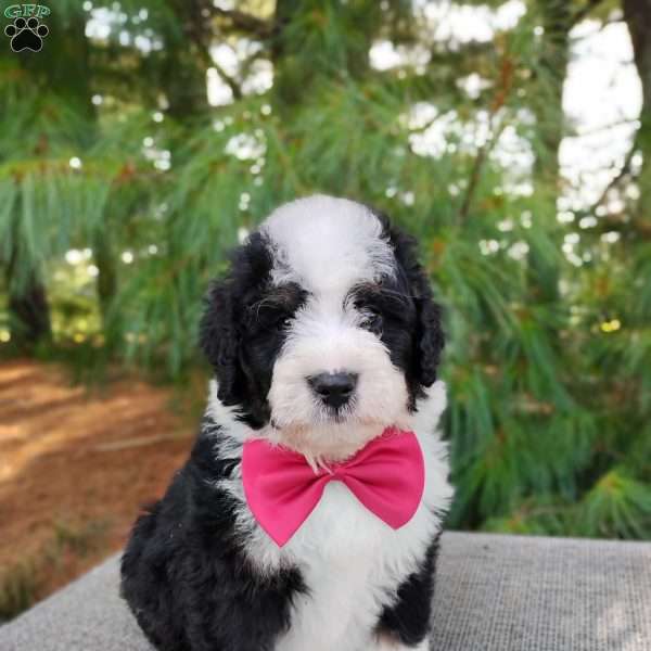 Toffee, Bernedoodle Puppy