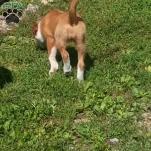 Glenna, English Shepherd Puppy