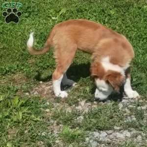 Glenna, English Shepherd Puppy
