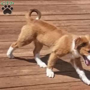 Glenna, English Shepherd Puppy
