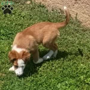 Glenna, English Shepherd Puppy