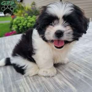 Marshall, Shih Tzu Puppy