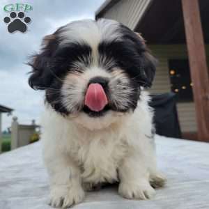 Marshall, Shih Tzu Puppy