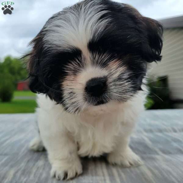 Marshall, Shih Tzu Puppy