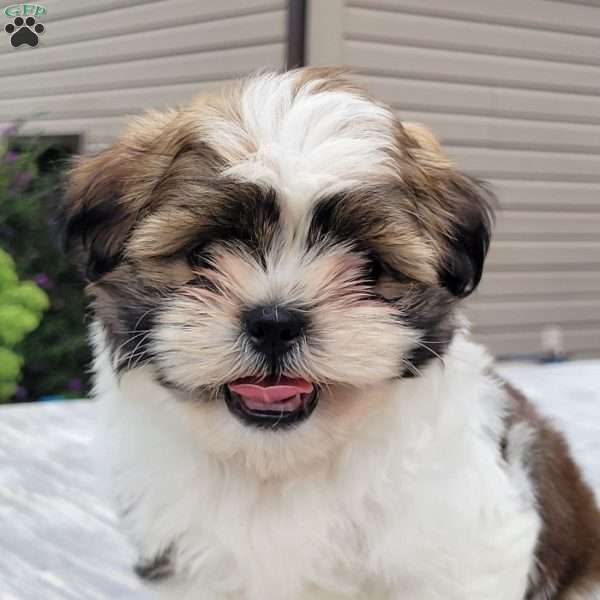 Max, Shih Tzu Puppy