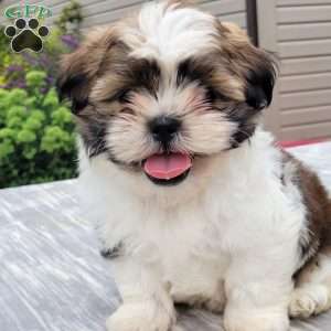 Max, Shih Tzu Puppy