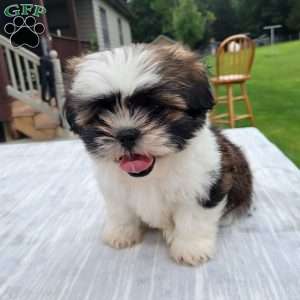 Molly, Shih Tzu Puppy