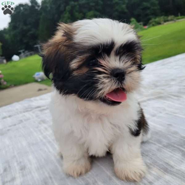 Molly, Shih Tzu Puppy