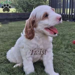 Twist, Cavapoo Puppy